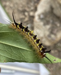 Apatelodes pudefacta