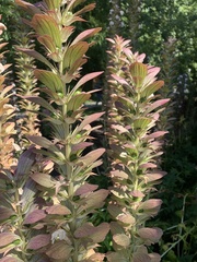 Acanthus mollis