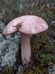 Leccinum