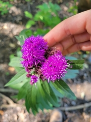 Vernonia fasciculata
