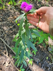Vernonia fasciculata