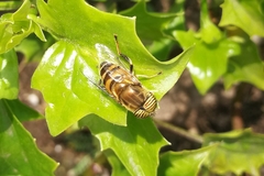 Eristalinus taeniops