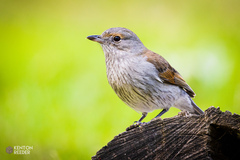Colluricincla harmonica