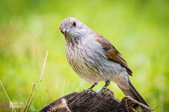 Colluricincla harmonica
