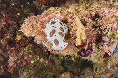Peltodoris atromaculata