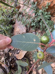 Eucalyptus preissiana