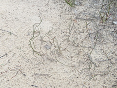 Lepidobolus drapetocoleus
