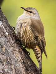 Climacteris picumnus