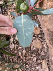 Eucalyptus preissiana
