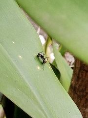 Polyrhachis