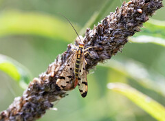 Panorpa germanica