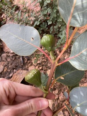 Eucalyptus preissiana