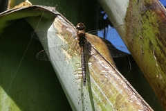 Rhionaeschna marchali