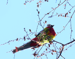 Platycercus eximius