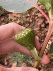 Eucalyptus preissiana