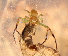 Misumenops rubrodecoratus