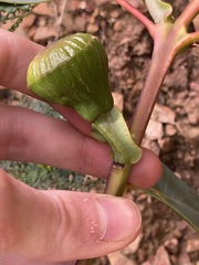 Eucalyptus preissiana