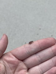 Coleomegilla maculata