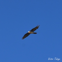 Gypaetus barbatus