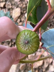 Eucalyptus preissiana