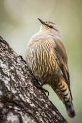 Climacteris picumnus