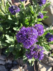 Phacelia sericea