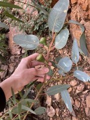 Eucalyptus preissiana