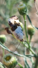 Acontia lucida