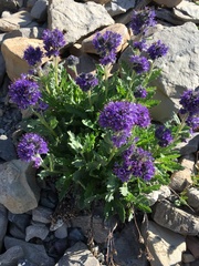 Phacelia sericea