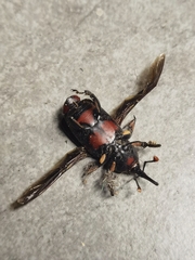 Rhynchophorus ferrugineus