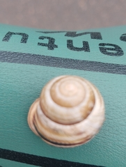 Caucasotachea vindobonensis