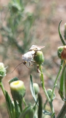 Acontia lucida
