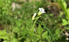 Arabidopsis thaliana