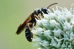 Halictus parallelus