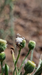 Acontia lucida