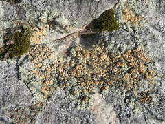 Rhizoplaca subdiscrepans