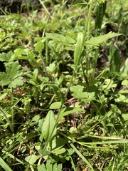 Arabidopsis thaliana