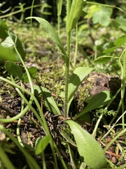 Arabidopsis thaliana