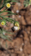 Acontia lucida
