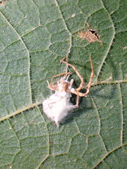 Gibellula