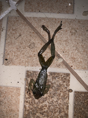 Scinax