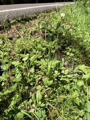 Arabidopsis thaliana