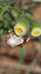 Acontia lucida