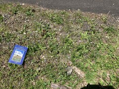 Arabidopsis thaliana