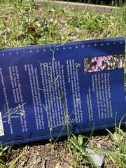 Arabidopsis thaliana