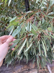 Eucalyptus talyuberlup