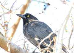 Strepera versicolor arguta