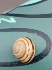 Caucasotachea vindobonensis