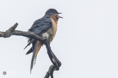 Cacomantis flabelliformis