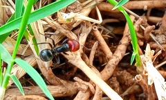 Camponotus lindigi